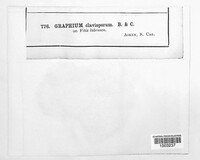 Graphium clavisporum image